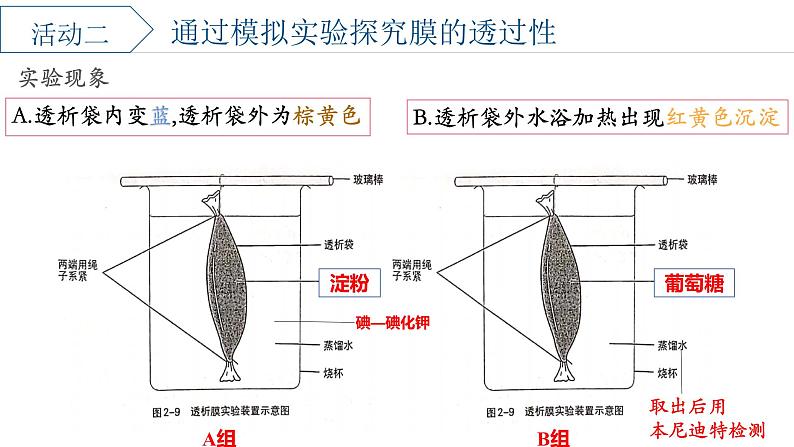 浙科版2019高一生物必修一 2.2细胞膜控制细胞与周围环境的联系 课件05