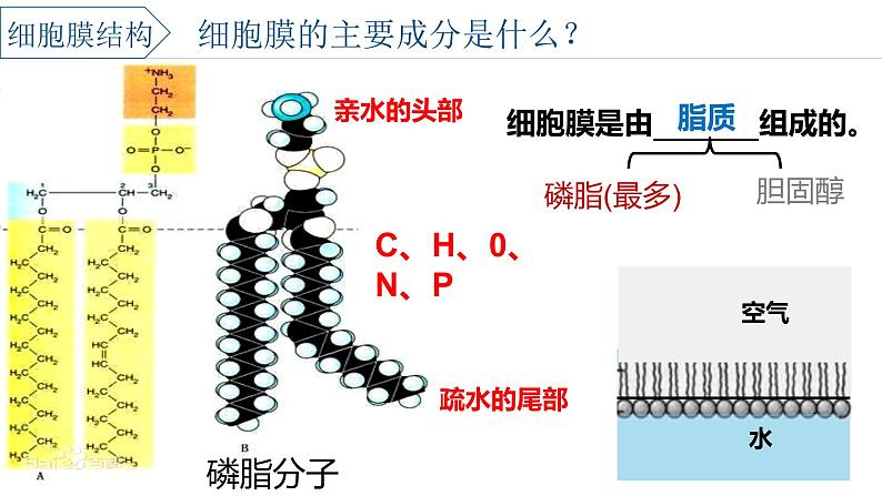 浙科版2019高一生物必修一 2.2细胞膜控制细胞与周围环境的联系 课件06