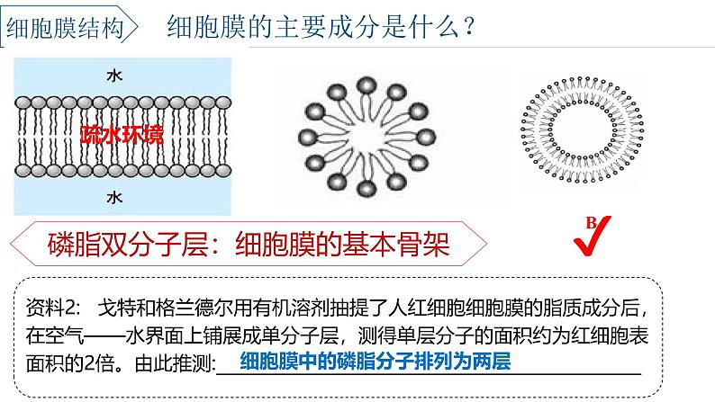 浙科版2019高一生物必修一 2.2细胞膜控制细胞与周围环境的联系 课件07