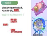 浙科版2019高一生物必修一 2.3细胞质是多项生命活动的场所 课件