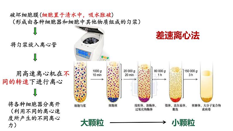 浙科版2019高一生物必修一 2.3细胞质是多项生命活动的场所 课件04