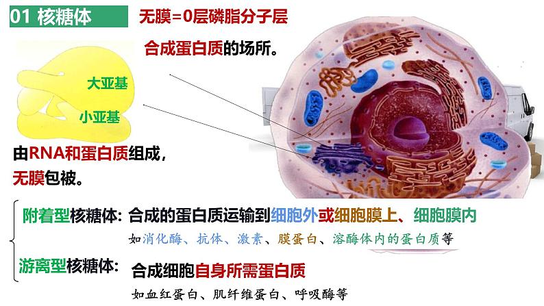 浙科版2019高一生物必修一 2.3细胞质是多项生命活动的场所 课件05