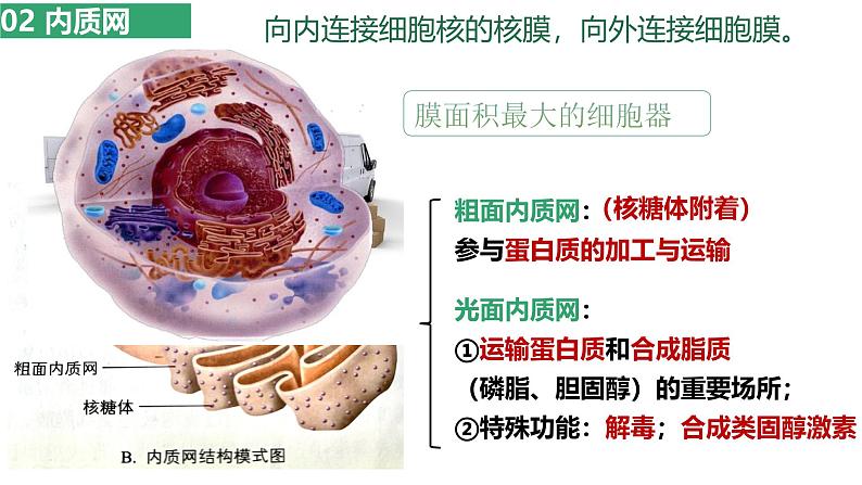 浙科版2019高一生物必修一 2.3细胞质是多项生命活动的场所 课件06