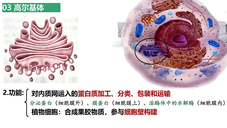 浙科版2019高一生物必修一 2.3细胞质是多项生命活动的场所 课件07