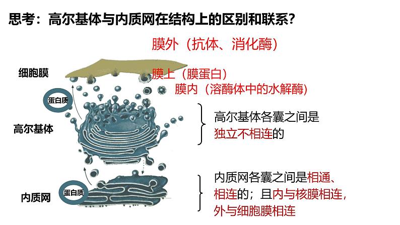 浙科版2019高一生物必修一 2.3细胞质是多项生命活动的场所 课件08