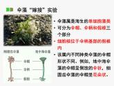 浙科版2019高一生物必修一 2.4细胞核是细胞生命活动的控制中心 课件