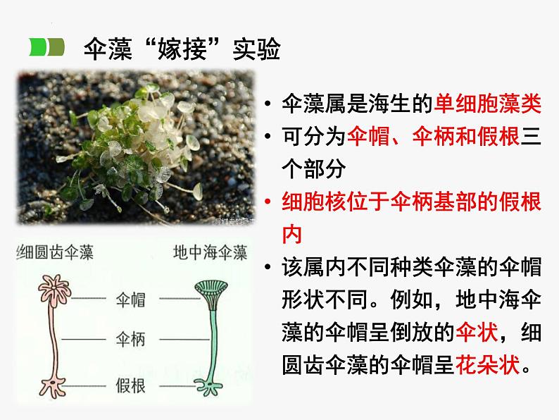 浙科版2019高一生物必修一 2.4细胞核是细胞生命活动的控制中心 课件04