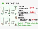 浙科版2019高一生物必修一 2.4细胞核是细胞生命活动的控制中心 课件