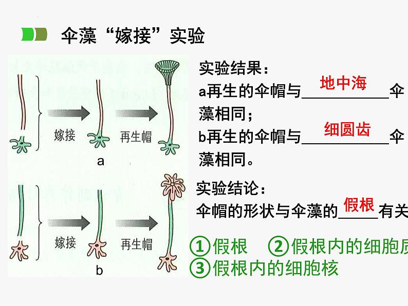 浙科版2019高一生物必修一 2.4细胞核是细胞生命活动的控制中心 课件05