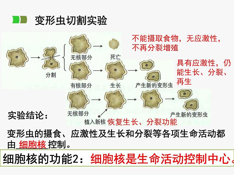 浙科版2019高一生物必修一 2.4细胞核是细胞生命活动的控制中心 课件08