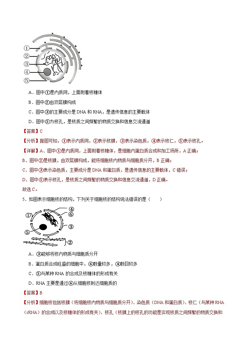 浙科版2019高一生物必修一 2.4细胞核是细胞生命活动的控制中心 分层练习03