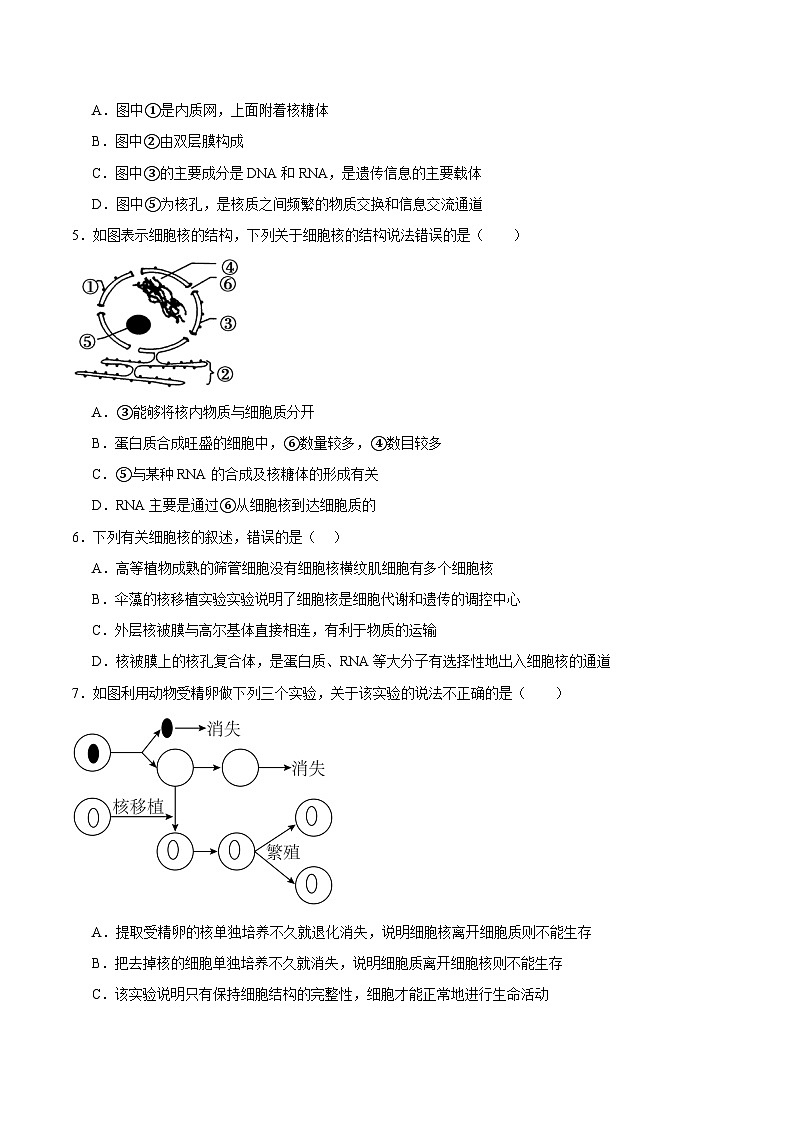 浙科版2019高一生物必修一 2.4细胞核是细胞生命活动的控制中心 分层练习02