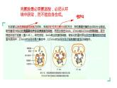 浙科版2019高一生物必修一 2.5细胞在结构和功能上是一个统一整体 课件