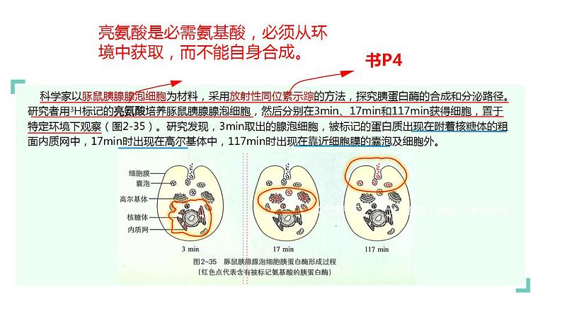 浙科版2019高一生物必修一 2.5细胞在结构和功能上是一个统一整体 课件04