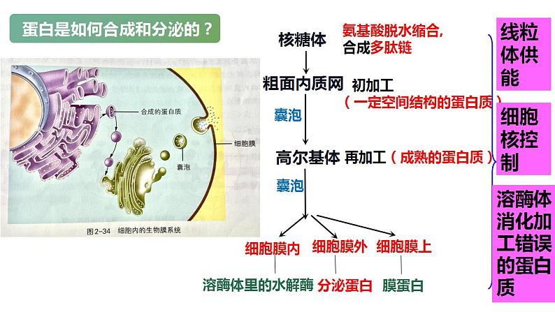 浙科版2019高一生物必修一 2.5细胞在结构和功能上是一个统一整体 课件06