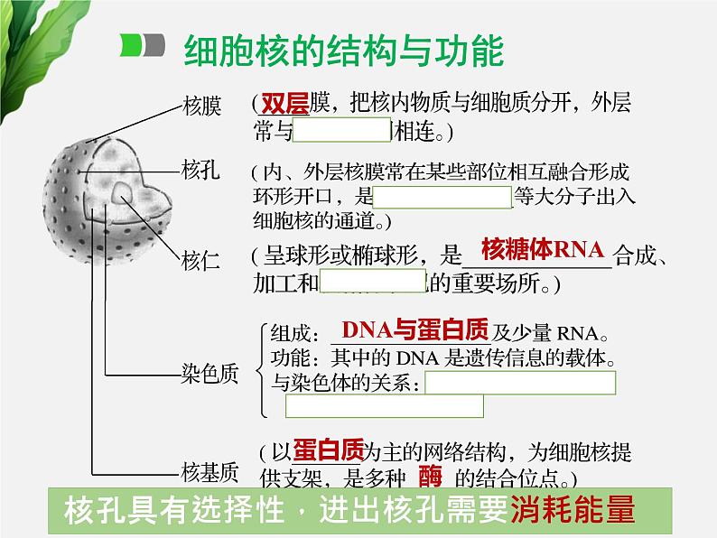 浙科版2019高一生物必修一 2.6原核细胞 课件01