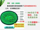 浙科版2019高一生物必修一 2.6原核细胞 课件