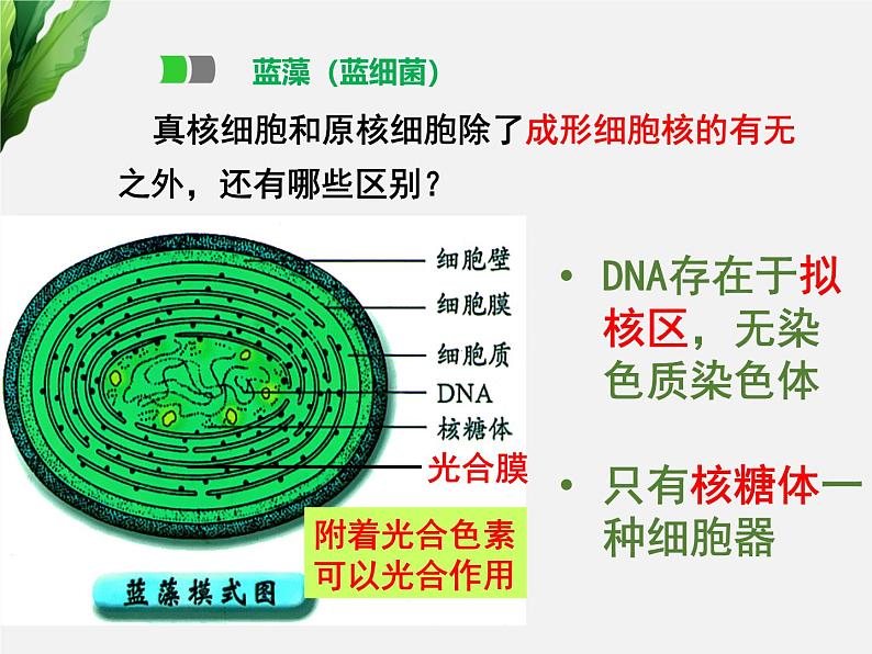 浙科版2019高一生物必修一 2.6原核细胞 课件03