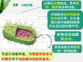 浙科版2019高一生物必修一 2.6原核细胞 课件