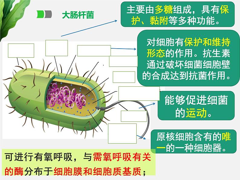 浙科版2019高一生物必修一 2.6原核细胞 课件04