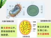 浙科版2019高一生物必修一 2.6原核细胞 课件