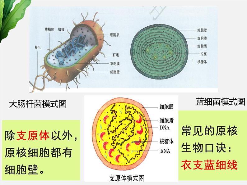 浙科版2019高一生物必修一 2.6原核细胞 课件05