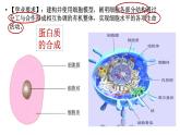 浙科版2019高一生物必修一 第二章细胞的结构 章末复习课件