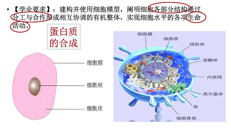 浙科版2019高一生物必修一 第二章细胞的结构 章末复习课件02