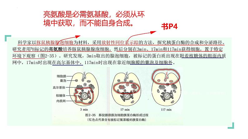 浙科版2019高一生物必修一 第二章细胞的结构 章末复习课件03