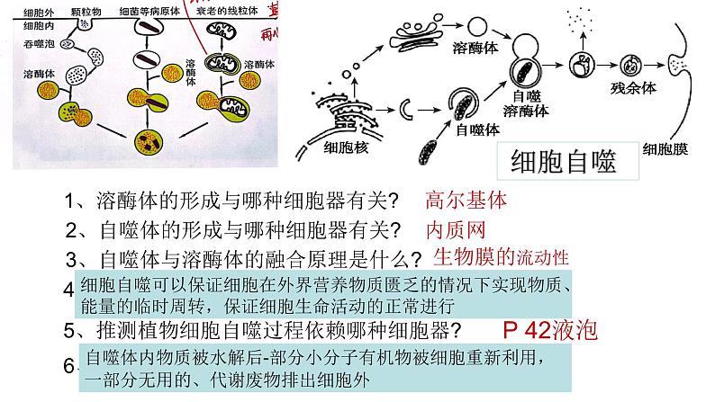 浙科版2019高一生物必修一 第二章细胞的结构 章末复习课件08