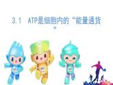 浙科版2019高一生物必修一 3.1ATP是細(xì)胞內(nèi)的“能量通貨” 課件