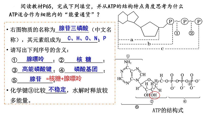 浙科版2019高一生物必修一 3.1ATP是细胞内的“能量通货” 课件04