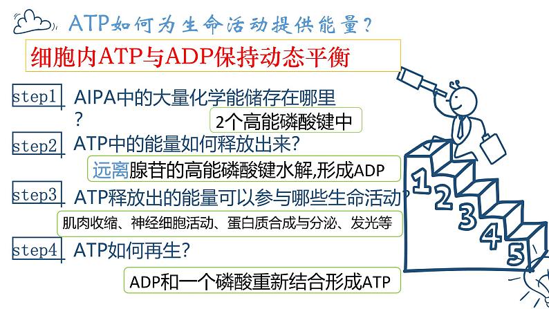 浙科版2019高一生物必修一 3.1ATP是细胞内的“能量通货” 课件05