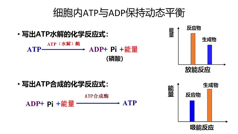 浙科版2019高一生物必修一 3.1ATP是细胞内的“能量通货” 课件06