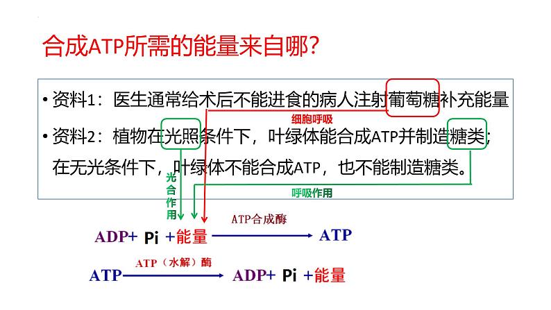 浙科版2019高一生物必修一 3.1ATP是细胞内的“能量通货” 课件07