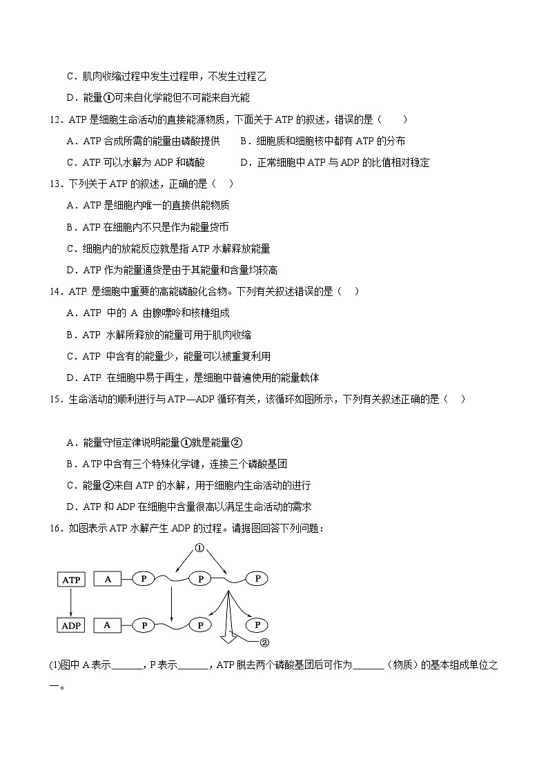 浙科版2019高一生物必修一 3.1ATP是细胞内的“能量通货” 分层练习03