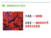 浙科版2019高一生物必修一 3.3物质通过多种方式出入细胞 课件