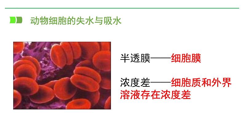 浙科版2019高一生物必修一 3.3物质通过多种方式出入细胞 课件05