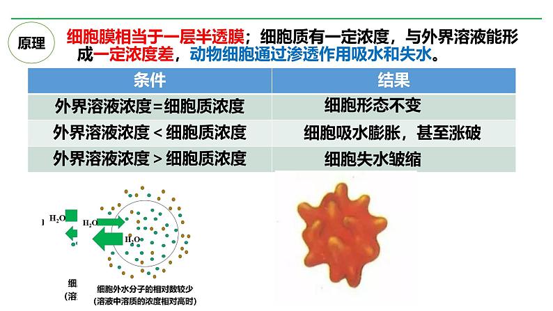 浙科版2019高一生物必修一 3.3物质通过多种方式出入细胞 课件07