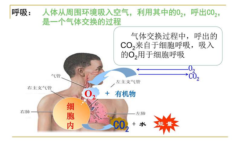 浙科版2019高一生物必修一 3.4细胞呼吸 课件02