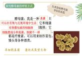 浙科版2019高一生物必修一 3.4细胞呼吸 课件