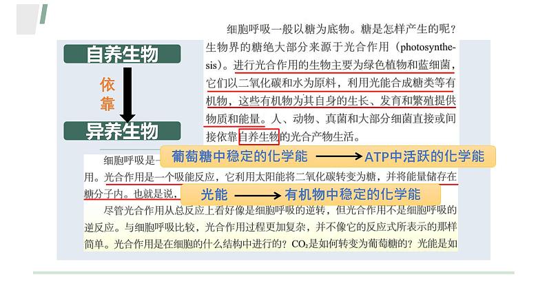 浙科版2019高一生物必修一 3.5光合作用将光能转化为化学能 课件03