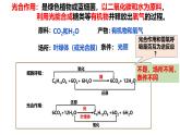 浙科版2019高一生物必修一 3.5光合作用将光能转化为化学能 课件
