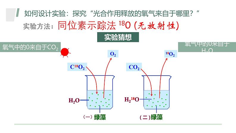 浙科版2019高一生物必修一 3.5光合作用将光能转化为化学能 课件06