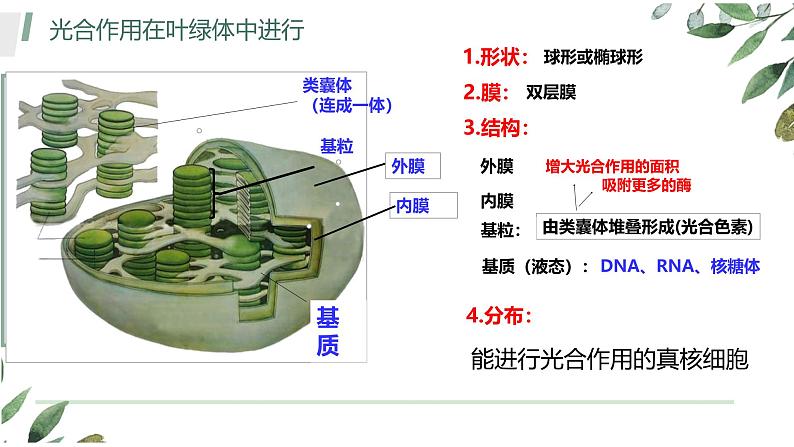 浙科版2019高一生物必修一 3.5光合作用将光能转化为化学能 课件07