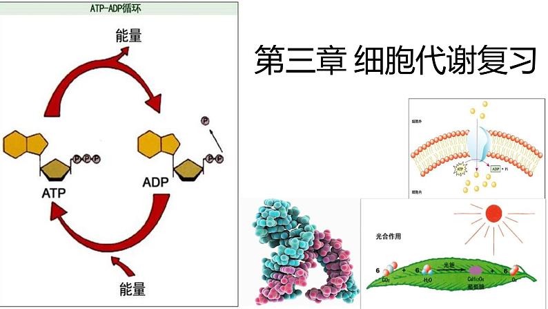 浙科版2019高一生物必修一 第三章细胞的代谢 章末复习课件01