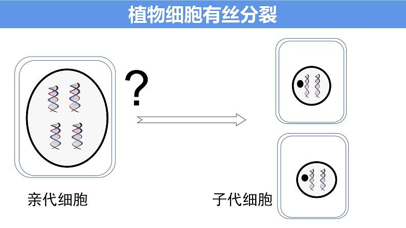 浙科版2019高一生物必修一 4.1细胞通过分裂增殖 课件03