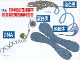 浙科版2019高一生物必修一 4.1细胞通过分裂增殖 课件