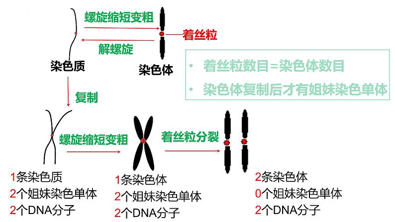 浙科版2019高一生物必修一 4.1细胞通过分裂增殖 课件05