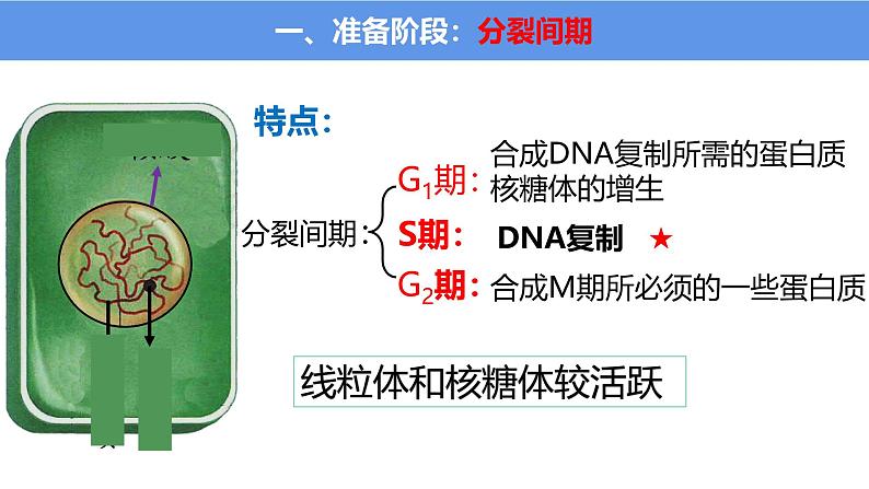 浙科版2019高一生物必修一 4.1细胞通过分裂增殖 课件06